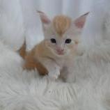 Mačiatka maine coon, vrh