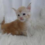 Mačiatka maine coon, vrh