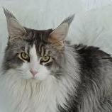 Maine Coon male