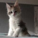 Mačiatka maine coon, vrh