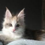 Mačiatka maine coon, vrh