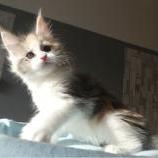 Mačiatka maine coon, vrh