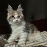 Mačiatka maine coon, vrh