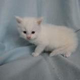 Mačiatka maine coon, vrh