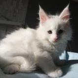 Mačiatka maine coon, vrh