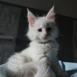 Mačiatka maine coon, vrh