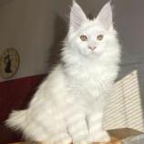 Mačiatka maine coon, vrh