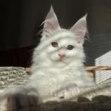 Mačiatka maine coon, vrh