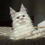Mačiatka maine coon, vrh