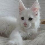 Mačiatka maine coon, vrh