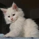 Mačiatka maine coon, vrh