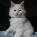 Mačiatka maine coon, vrh