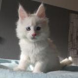 Mačiatka maine coon, vrh