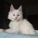 Mačiatka maine coon, vrh