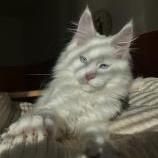 Mačiatka maine coon, vrh