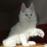 Mačiatka maine coon, vrh