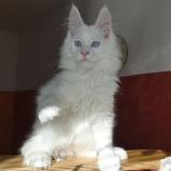 Mačiatka maine coon, vrh