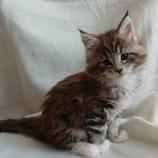 Mačiatka maine coon, vrh