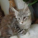 Maine coon kittens