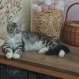 Maine coon kittens