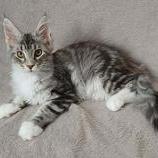 Maine coon kittens