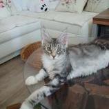 Maine coon kittens