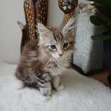 Maine coon kittens
