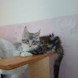 Maine coon kittens