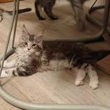 Maine coon kittens