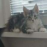 Maine coon kittens