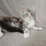 Maine coon kittens