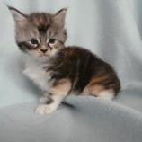 Mačiatka maine coon, vrh