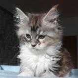 Mačiatka maine coon, vrh