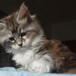 Mačiatka maine coon, vrh