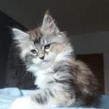 Mačiatka maine coon, vrh