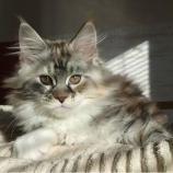 Mačiatka maine coon, vrh