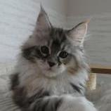 Mačiatka maine coon, vrh