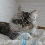 Mačiatka maine coon, vrh
