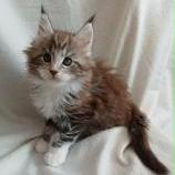 Mačiatka maine coon, vrh