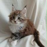 Mačiatka maine coon, vrh