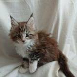 Mačiatka maine coon, vrh