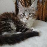 Maine coon kittens