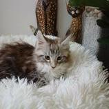 Maine coon kittens
