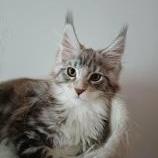 Maine coon kittens