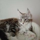 Maine coon kittens