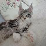 Maine coon kittens