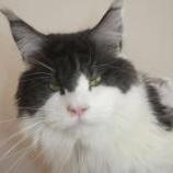 Maine Coon male