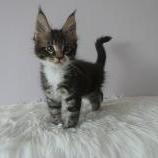Mačiatka maine coon, vrh