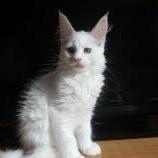Mačiatka maine coon, vrh