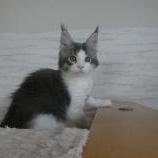 Mačiatka maine coon, vrh